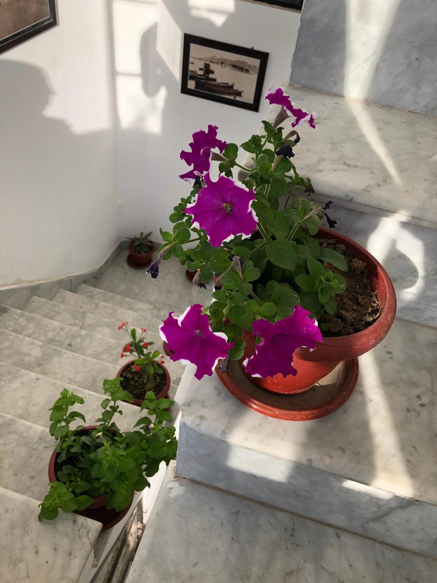Hotel Nirvana Lakeside Udaipur Bagian luar foto